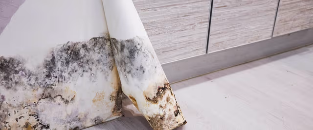 Mold After a Flood: A Tampa Bay Homeowner Guide