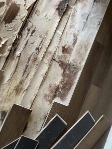 Finding the source of Mold
